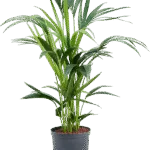 Kentia - 6pp Hydrocultuur