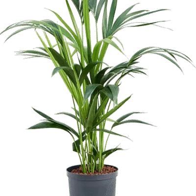 Kentia - 6pp Hydrocultuur - 80