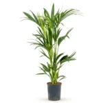 Kentiapalm Toef 6pp (Howea forsteriana)