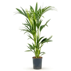 Kentia Palm Toef