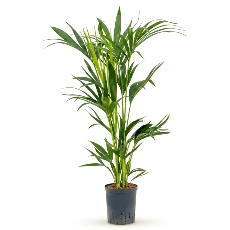 Kentiapalm Toef 6pp (Howea forsteriana)