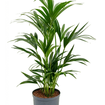 Kentia - 7pp Hydrocultuur - 80