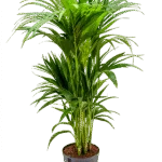 Kentia - 7pp Hydrocultuur