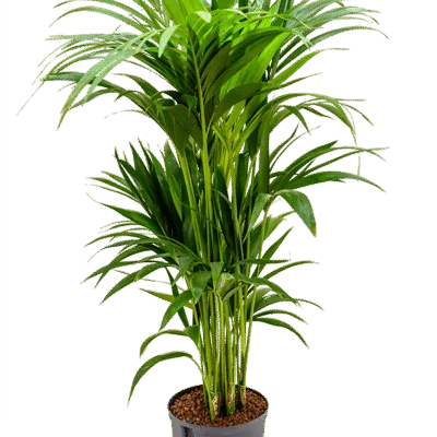 Kentia - 7pp Hydrocultuur - 100