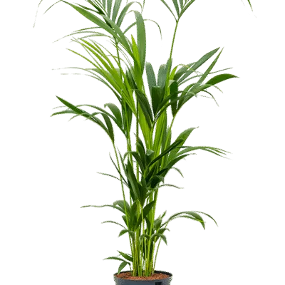 Kentia - 7pp Hydrocultuur - 120