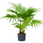 Multi stam Hydrocultuur - 165cm pot 25cm