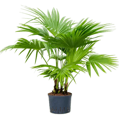 Multi stam Hydrocultuur - 165cm pot 25cm