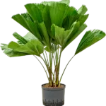 Licuala grandis - Stam Hydrocultuur