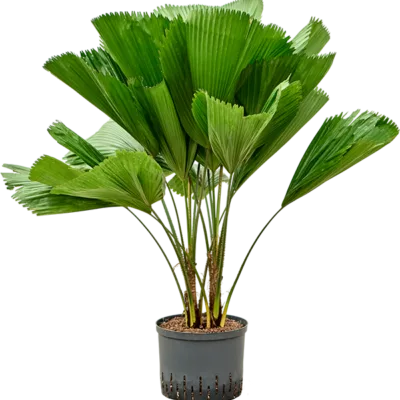 Licuala grandis - Stam Hydrocultuur - 100