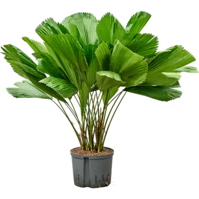 Licuala grandis - Stam Hydrocultuur - 100