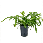 Microsorum diversifolium Hydrocultuur