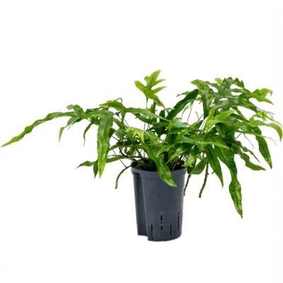 Microsorum diversifolium Hydrocultuur - 30