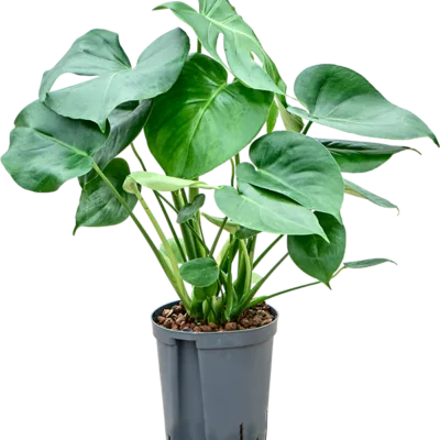 Monstera deliciosa - Toef Hydrocultuur - 55