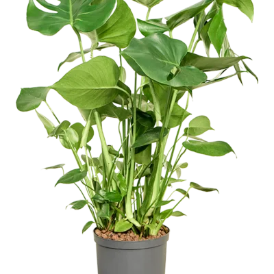 Monstera deliciosa - Toef Hydrocultuur - 55