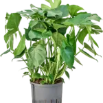 Monstera deliciosa - Toef Hydrocultuur