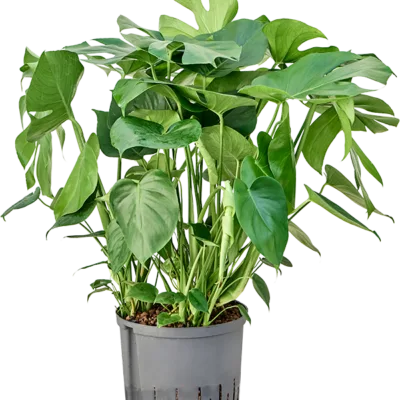 Monstera deliciosa - Toef Hydrocultuur - 75