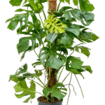 Monstera deliciosa Hydrocultuur - 120cm pot 25cm