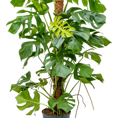 Monstera deliciosa Hydrocultuur - 120cm pot 25cm