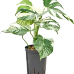Monstera deliciosa 'Variegatum' - Toef Hydrocultuur