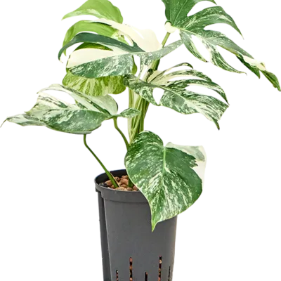 Monstera deliciosa 'Variegatum' - Toef Hydrocultuur - 40