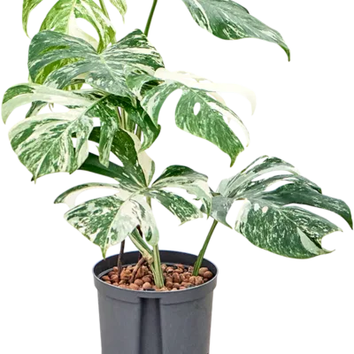 Monstera deliciosa 'Variegatum' - Toef Hydrocultuur - 55