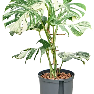 Monstera deliciosa 'Variegatum' - Toef Hydrocultuur - 60