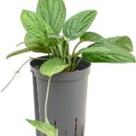 Monstera karstenianum Hydrocultuur - 35cm pot 15cm