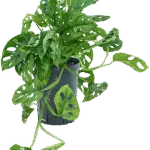 Monstera obliqua Hydrocultuur