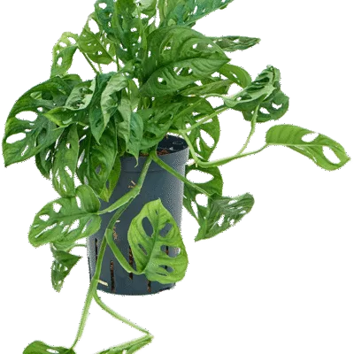 Monstera obliqua Hydrocultuur - 40