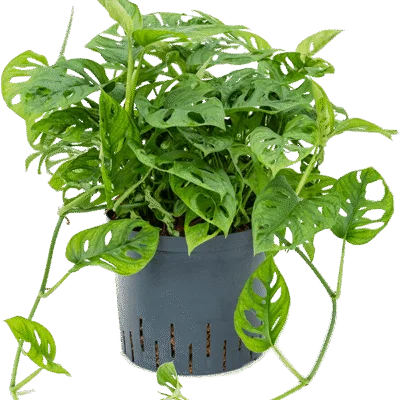 Monstera obliqua Hydrocultuur - 50