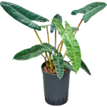 Philodendron - Toef Hydrocultuur