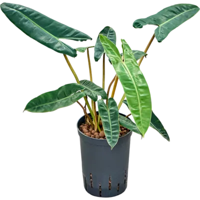 Philodendron - Toef Hydrocultuur - 40