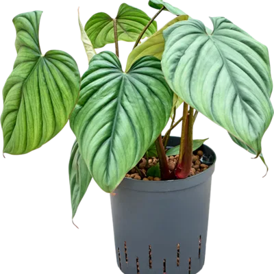 Philodendron - Toef Hydrocultuur - 50