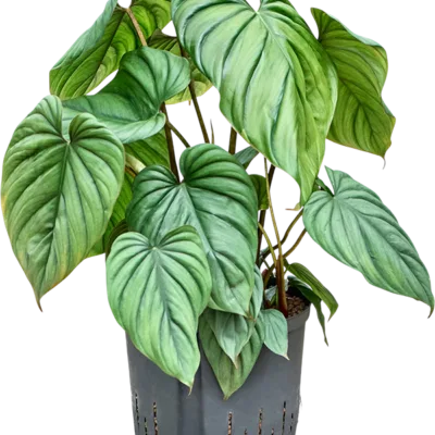 Philodendron - Toef Hydrocultuur - 60