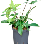 Florida green Hydrocultuur - 45cm pot 15cm