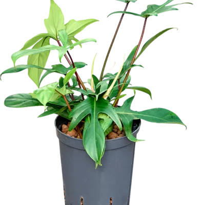 Florida green Hydrocultuur - 45cm pot 15cm