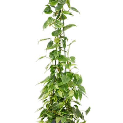 Philodendron scandens 'Brasil' Hydrocultuur - 120