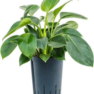 Philodendron Hydrocultuur - 35
