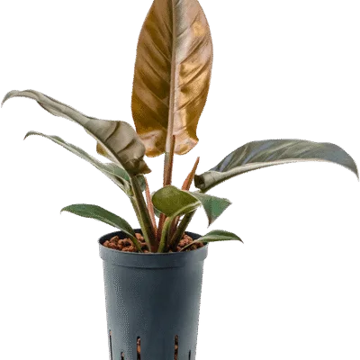 Philodendron Hydrocultuur - 40