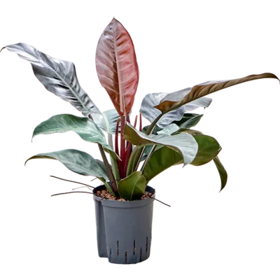 Philodendron Hydrocultuur - 40