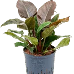 Philodendron Hydrocultuur