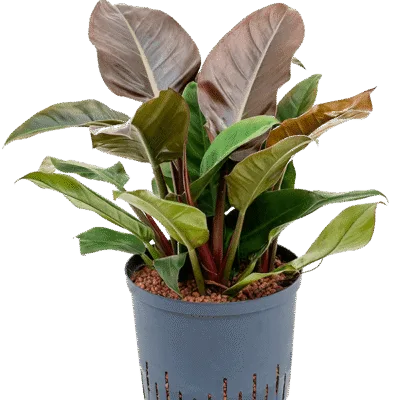 Philodendron Hydrocultuur - 45