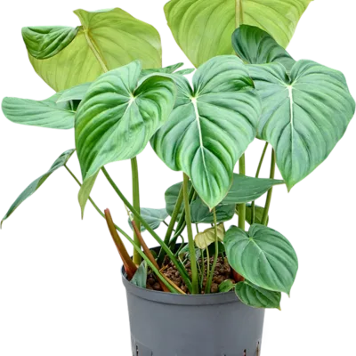 Philodendron - Toef Hydrocultuur - 80