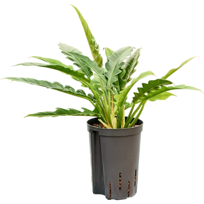 Philodendron selloum 'Narrow' - Toef Hydrocultuur - 40