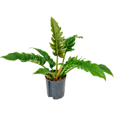 Philodendron selloum 'Narrow' - Toef Hydrocultuur - 50