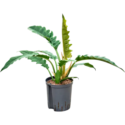Philodendron selloum 'Narrow' - Toef Hydrocultuur - 50