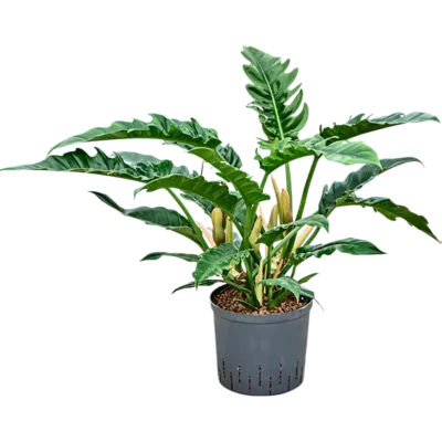 Philodendron selloum 'Narrow' - Toef Hydrocultuur - 60