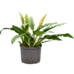 Philodendron selloum 'Narrow' - Toef Hydrocultuur