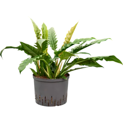 Philodendron selloum 'Narrow' - Toef Hydrocultuur - 65