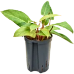 Painted lady Hydrocultuur - 35cm pot 15cm